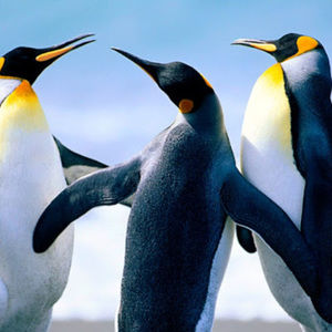 Meet your Posher, Henry